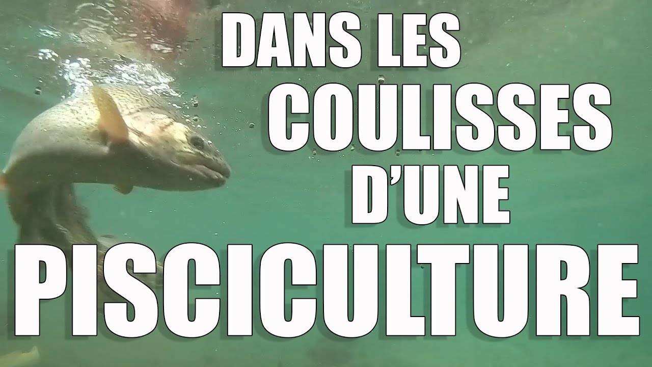 Dans les COULISSES d'une PISCICULTURE