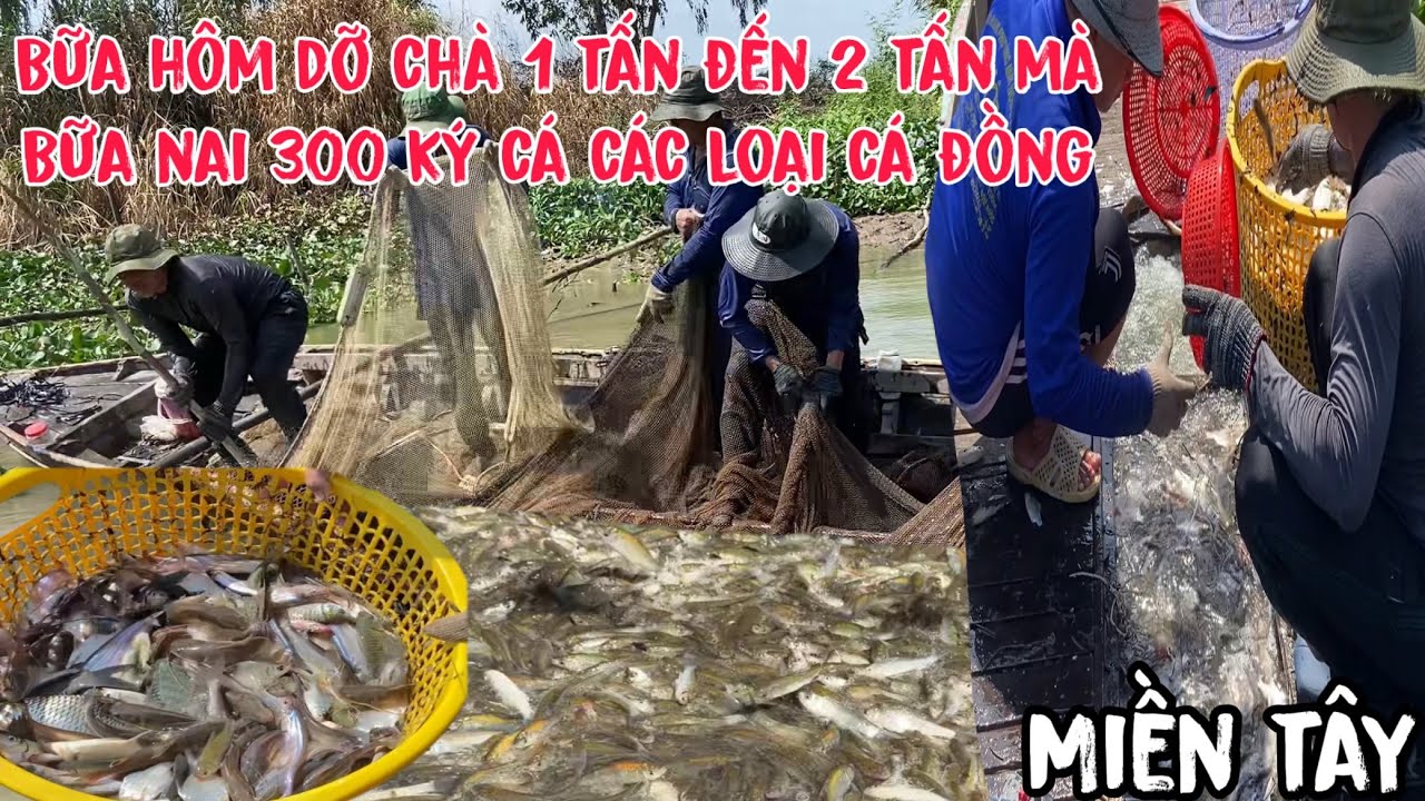 Hôm Nai dỡ chà lô nặng rồi được 300 ký cá các loại cá 