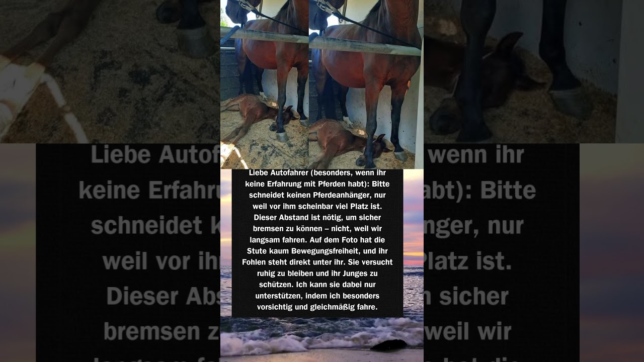 🚗🐴 Bitte Abstand halten – so rettest du Leben!