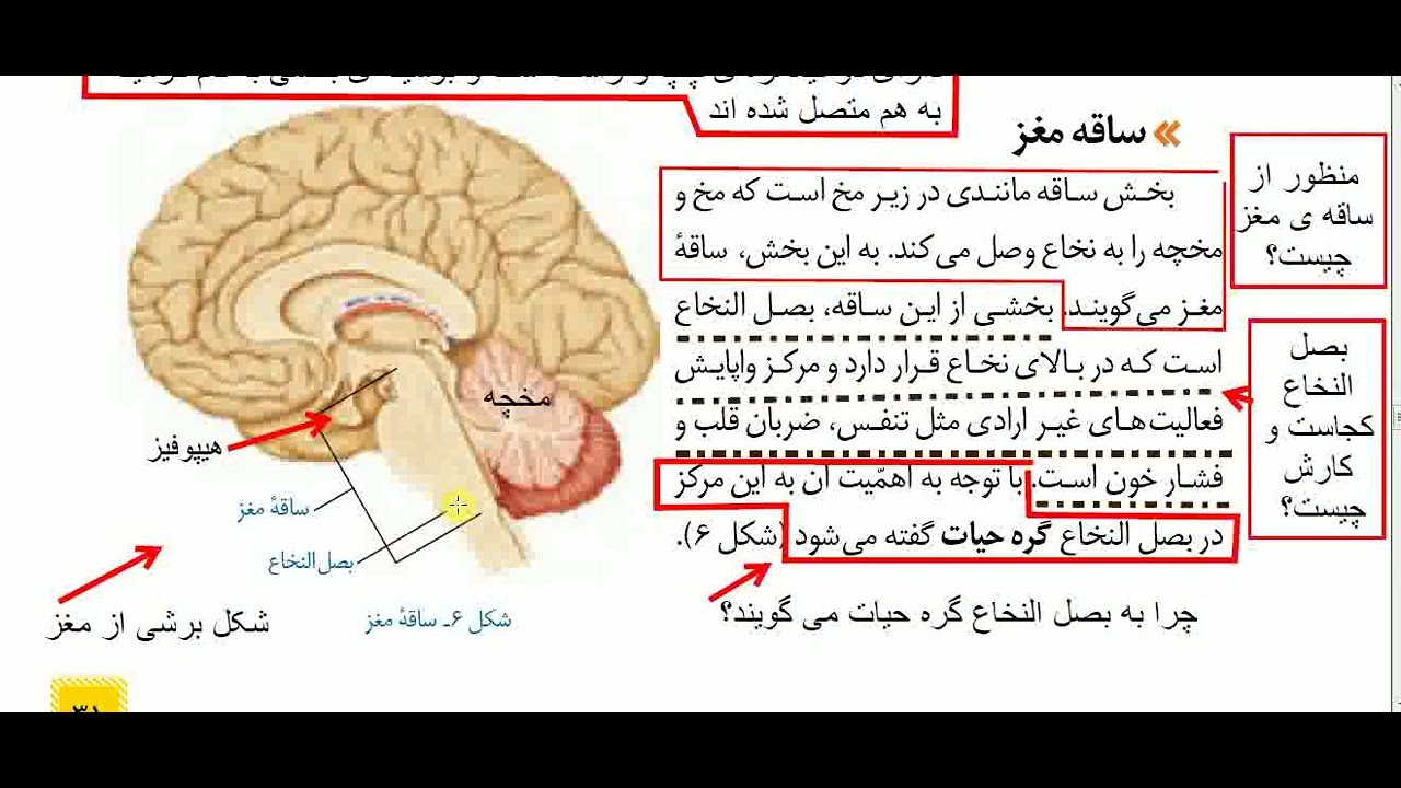 علوم هشتم فصل 4 تنظیم عصبی صفحه 30 و31 و32