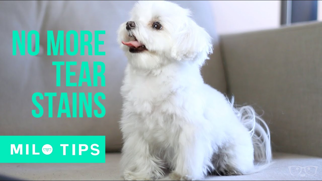 How we keep Milo's eyes clean: Grooming Milo Meets World