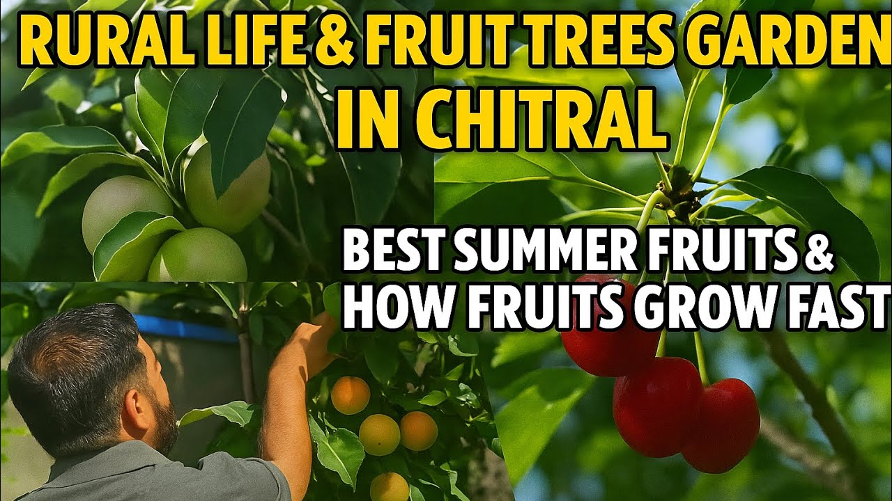 Rural Life & Fruit Trees Garden in Chitral | Best Summer Fruits & How Fruits Grow Faster 