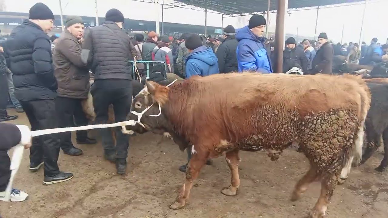 Qoqon mol bozori sotilgan va qaytgan chorva narxlari 