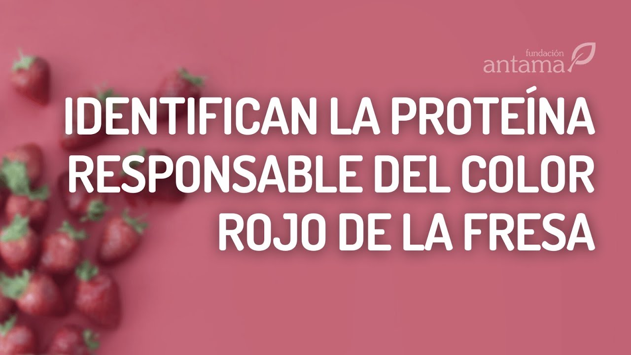 Proteína responsable del color rojo de la fresa
