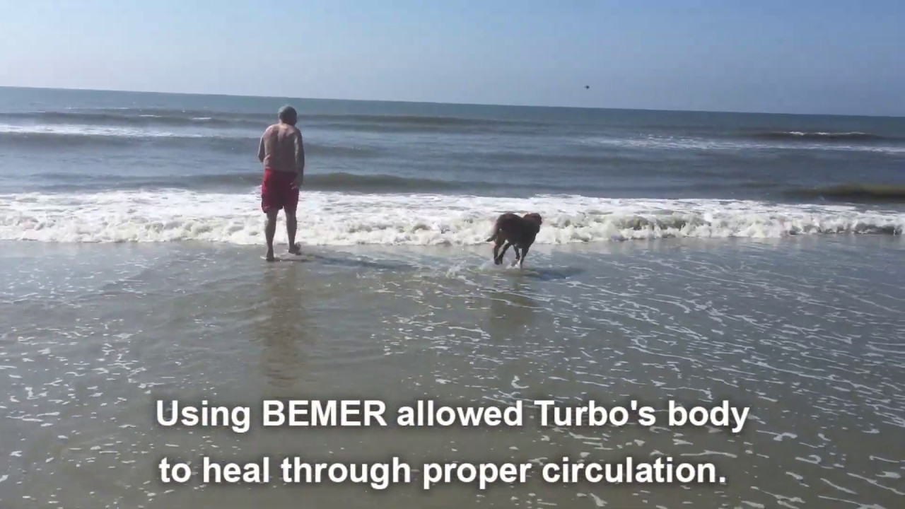 The BEMER and Turbo the Dog