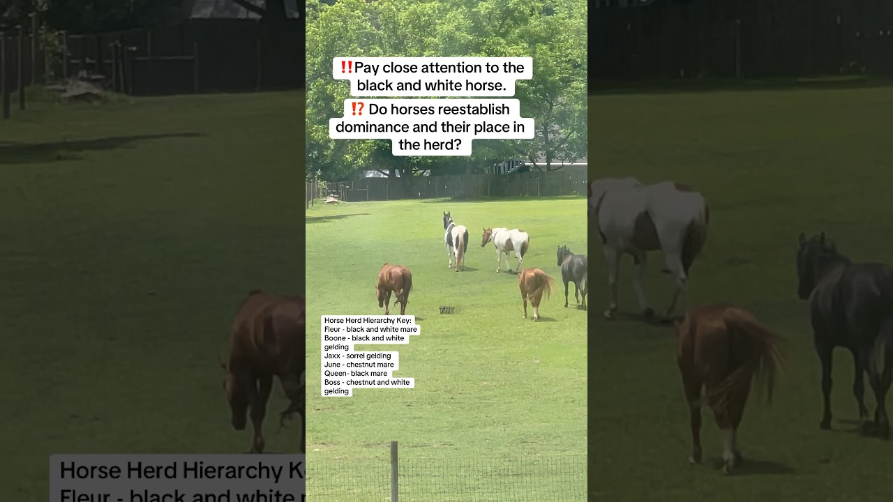 ⁉️ Do horses reestablish dominance and their place in the herd? #learnabouthorses