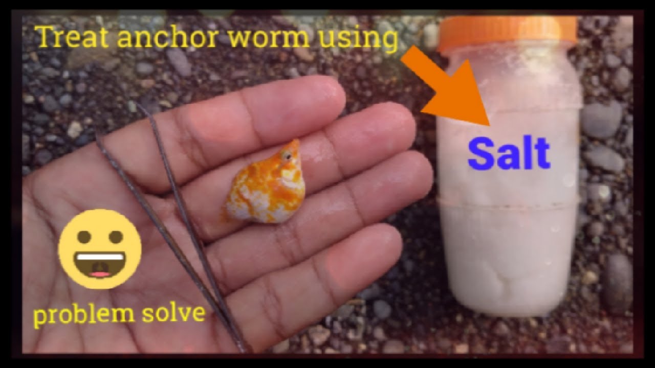 EASY WAY TO TREAT ANCHOR WORM USING SALT AND PULLER  (RPL Aquatics)
