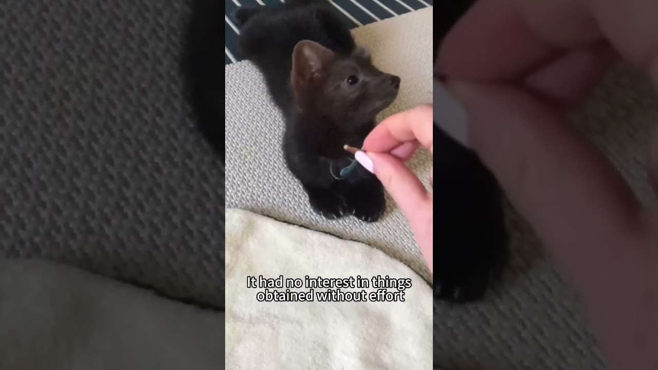 After researching the mink,the mink was too naughty!#mink #animals #shorts #cute #pet