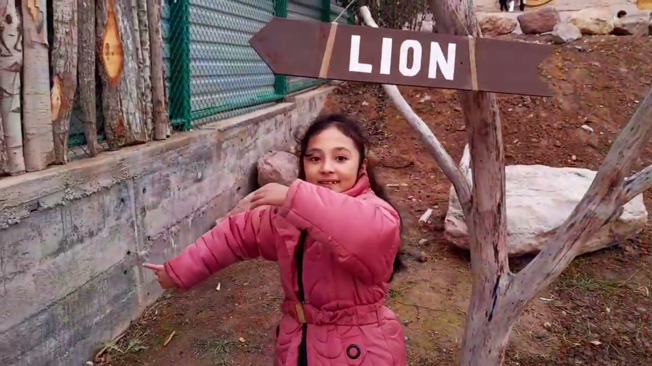 lion park Tashkent.  Парк львов недалеко от Ташкента . шерлар парки кизилтог