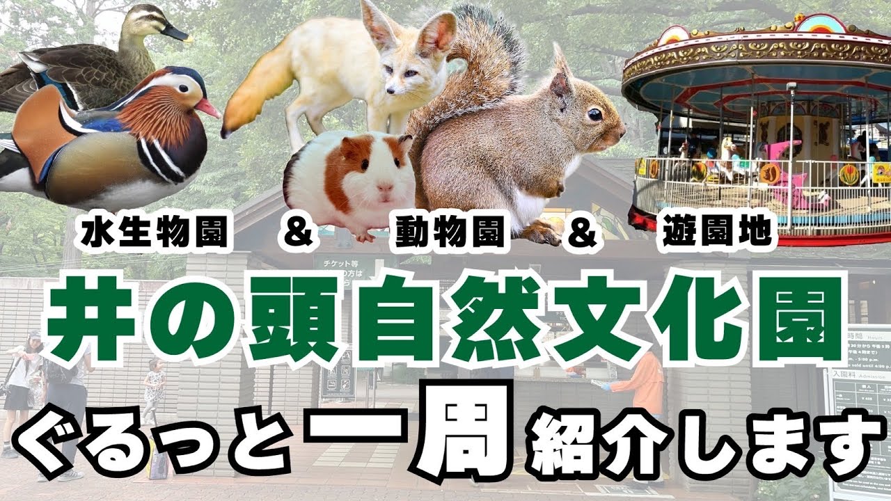 リスが放し飼い‼︎都会のオアシスを発見‼︎【井の頭自然文化園】