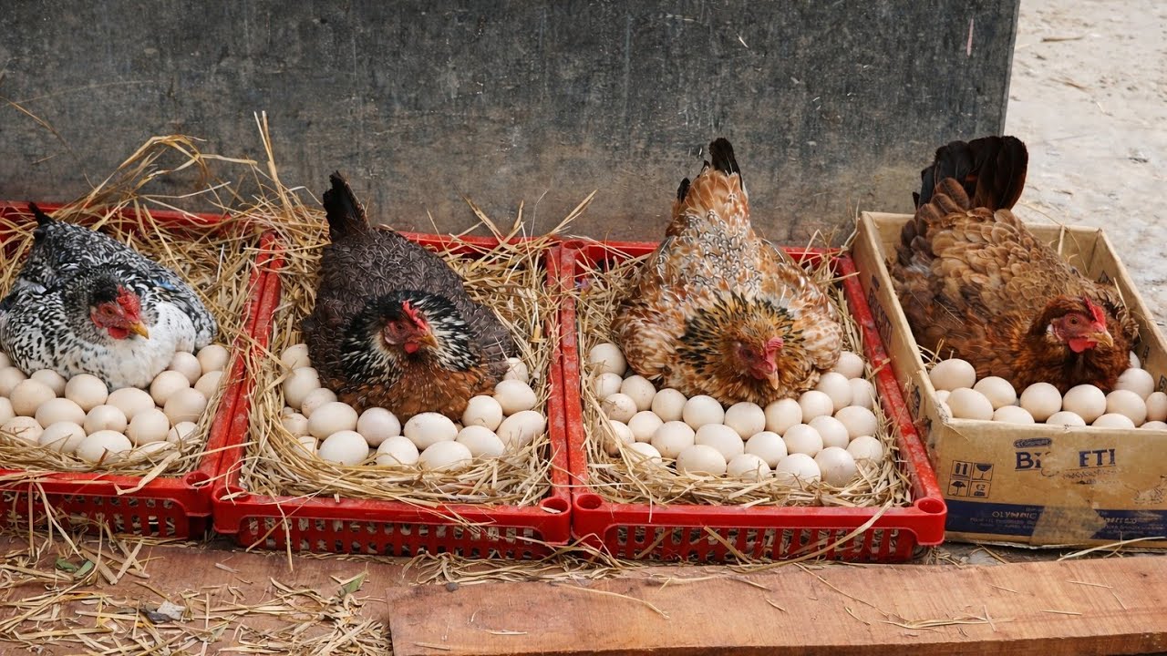 4 Broody Hens Sitting on Many Eggs – Chicken Hatching Soon! 🐣Village Chicken Egg Hatching