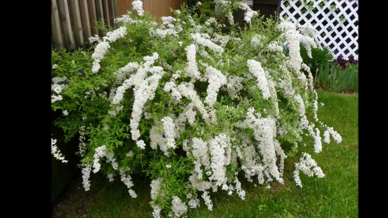 Ne m'parlez plus de lui- Ginette Reno-  mes diverses photos.wmv