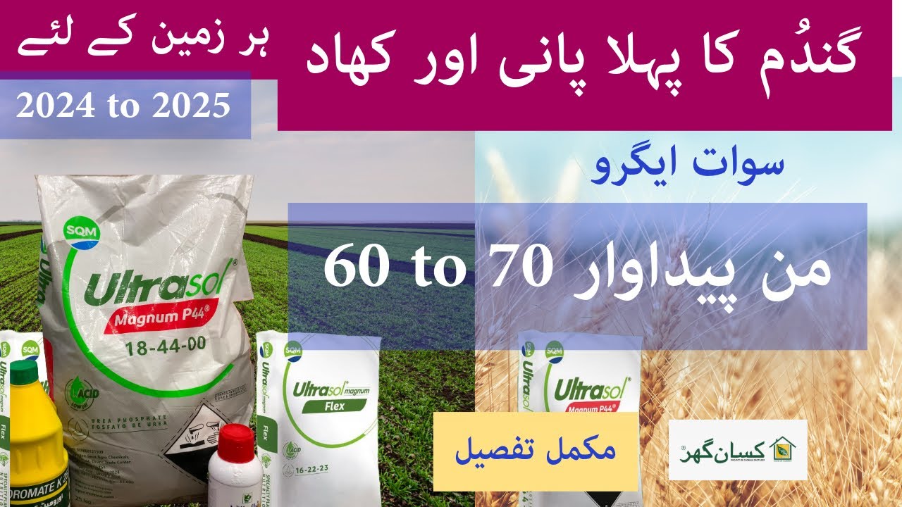 Pehly pani 1st irrigation fertilizer of swat agro for wheat crop to get maximum yield