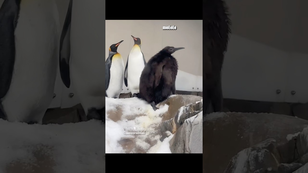 Overbearing Penguin 🎥: jamparadmall (IG) 