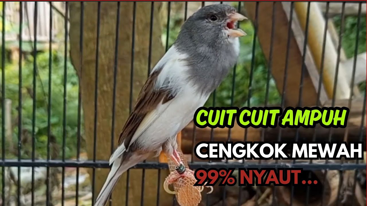 KENARI GACOR  Cuit CUIT BIRAHI SUARA Kenari MASTERAN TERBAIK UNTUK PANCINGAN & MASTERAN Kenari PAUD