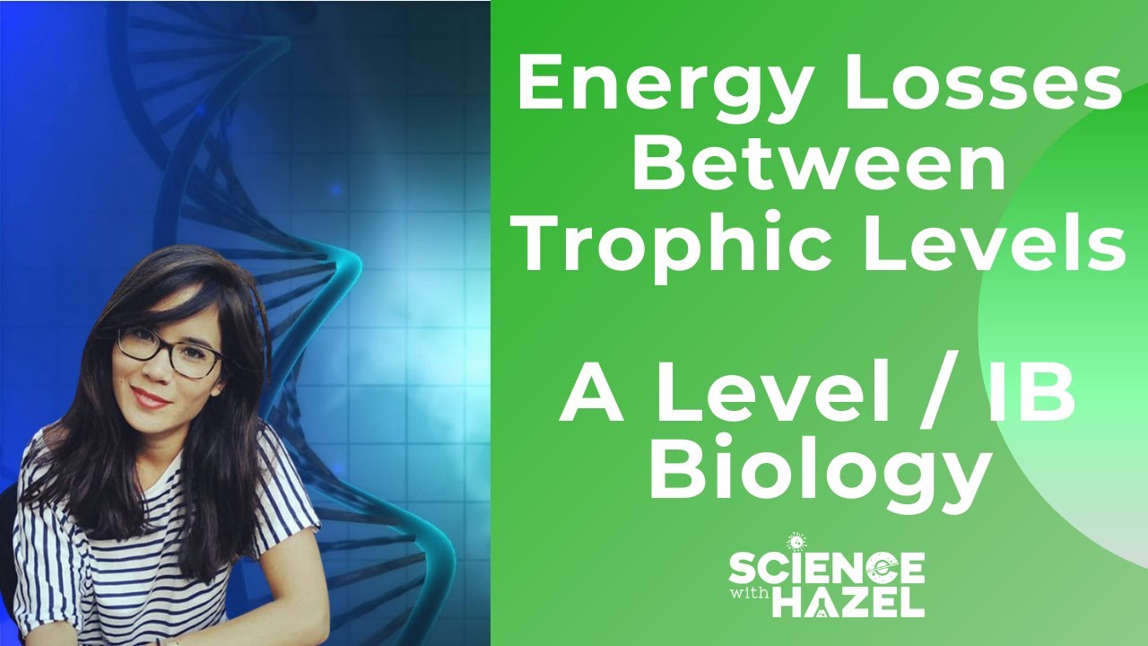 Energy Losses Between Trophic Levels | A LEVEL & IB BIOLOGY