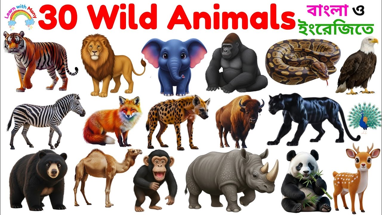 Wild Animals|Learn 30 Wild Animals Name in English & Bangla With Picture for Kids|Animals Vocabulary