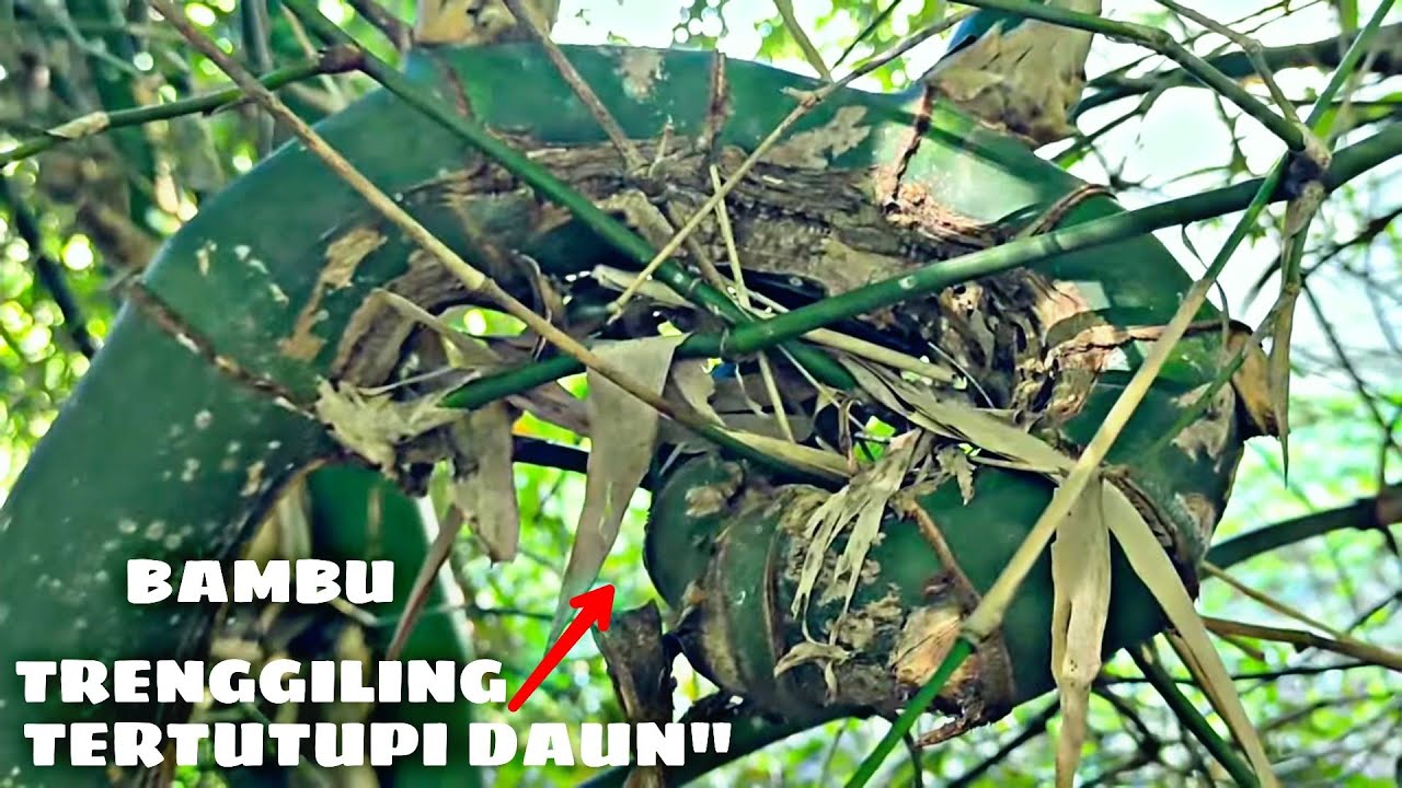 BAMBU UNIK KURUNG BULUH PERINDU TUMPANGSARI BER ENERGI