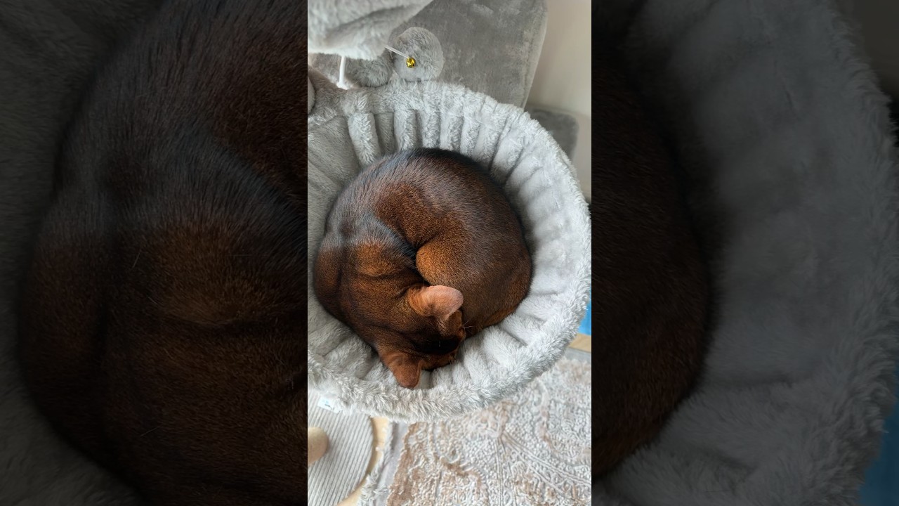Cat is sleeping like a baby 
