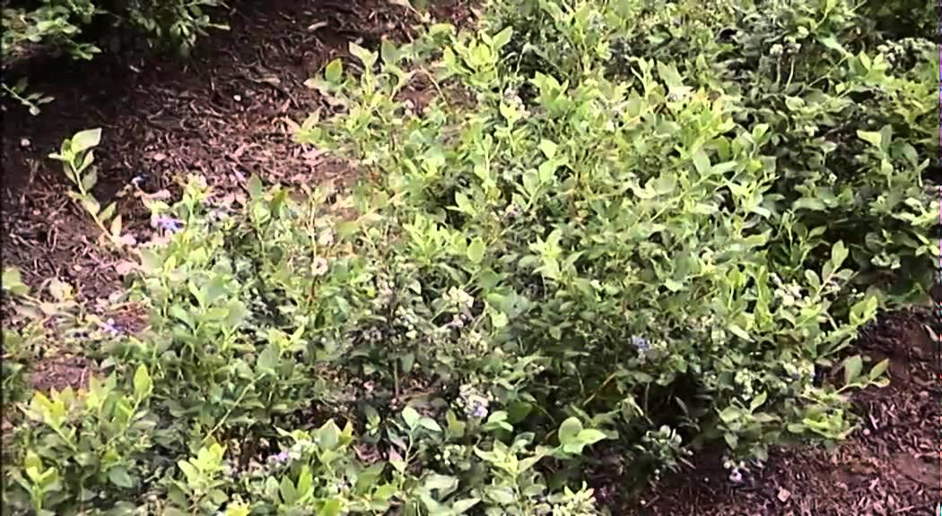 B-Berry van Theo Douven in Horst Limburg  Blauwe bessen en de medicinale werking