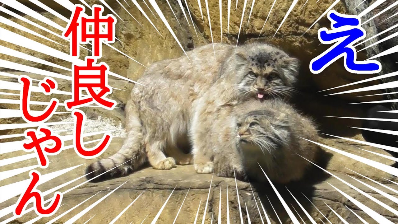 本当は仲良しボル＆ポリー🐾 They're a real close couple.