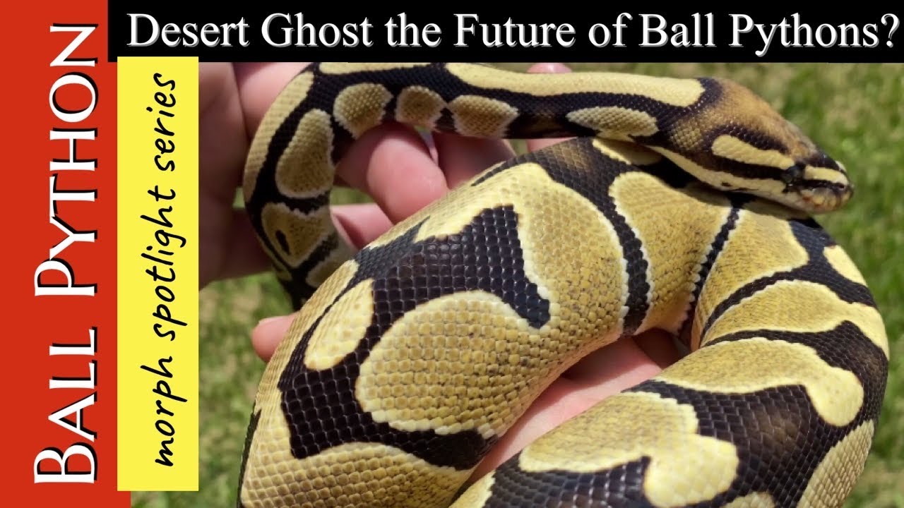 BALL PYTHON MORPH SPOTLIGHT:  The desert ghost ball python!