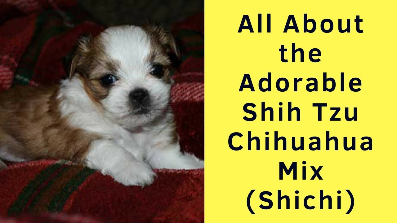 All About the Adorable Shih Tzu Chihuahua Mix (Shichi)