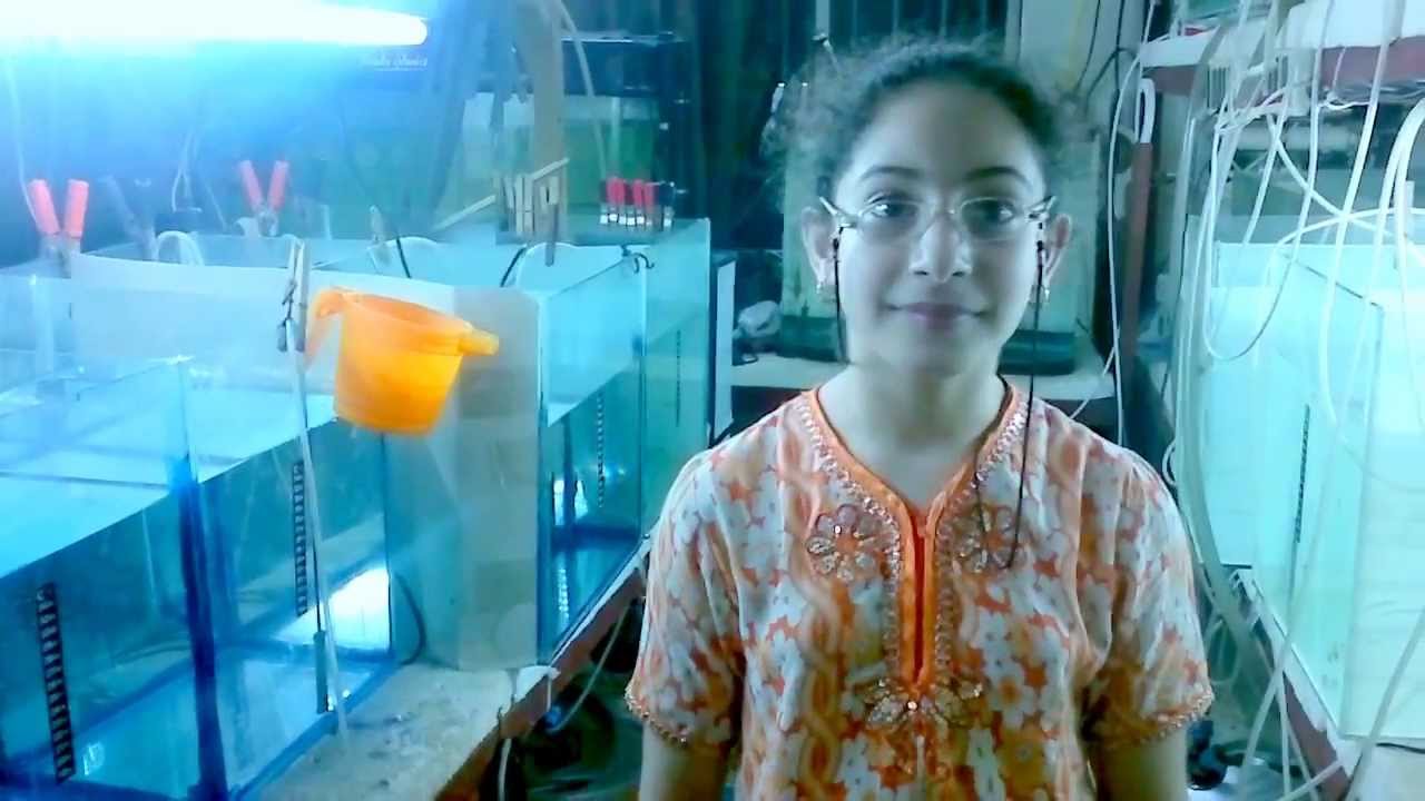 تكاثر اسماك الديسكس في العراق