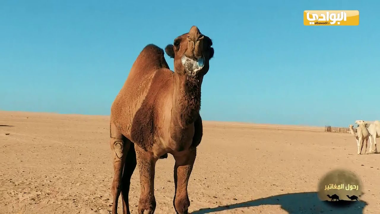 الحلقة 