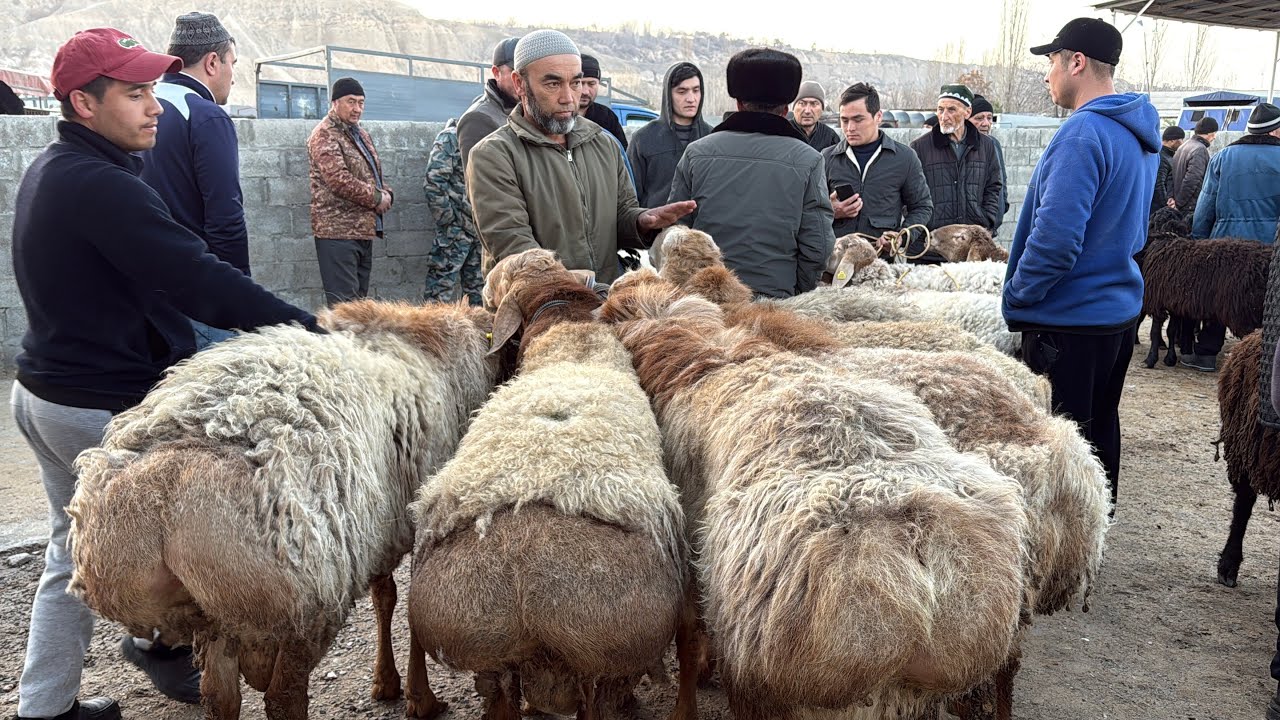 Tergachi qoy bozori bugungi narhlar bilan tanishing 20.02.2026yil