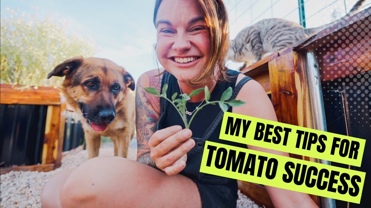 Tips for Tomato Growing Success (How to prune, trellis, and support your tomato garden)