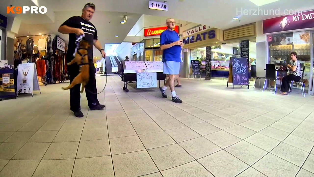 Herzhund Malinois puppy socialisation