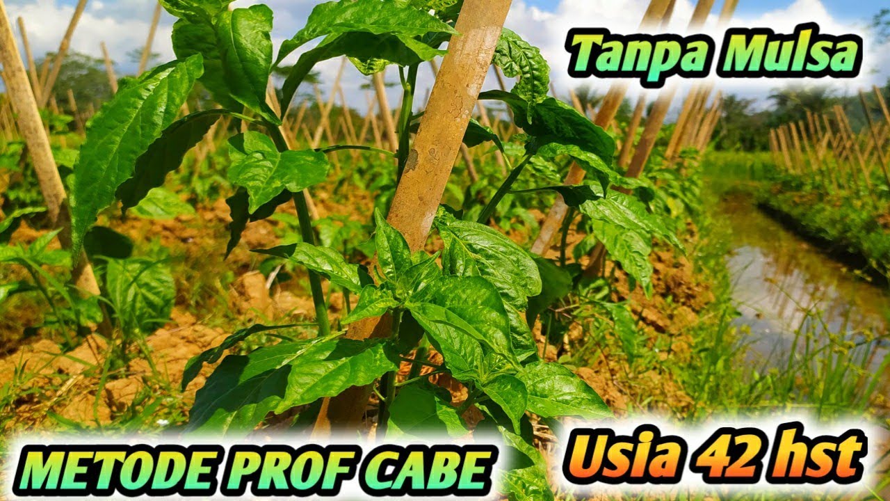 CABE KALIBER USIA 42 HARI - METODE PROFESOR CABE MAS UDIN