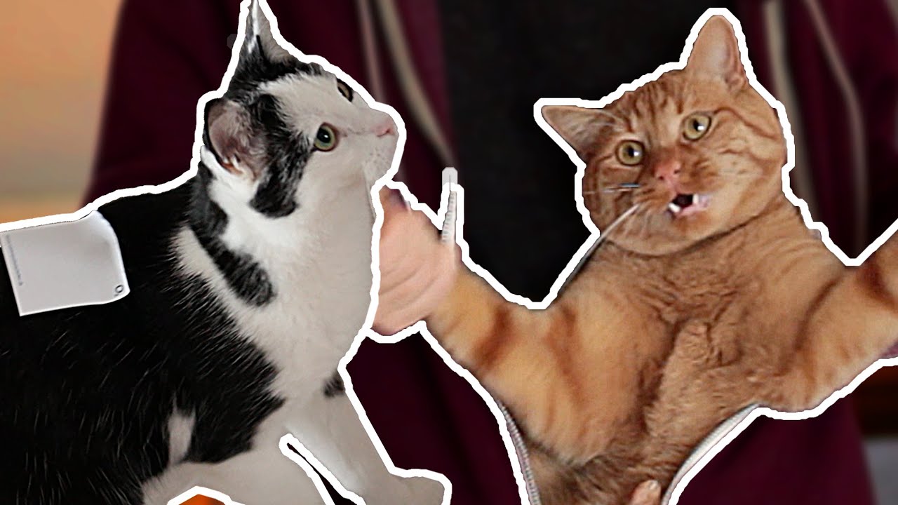 Ich ärgere meine Katzen - How to mildly annoy your cats | Mirellativegal