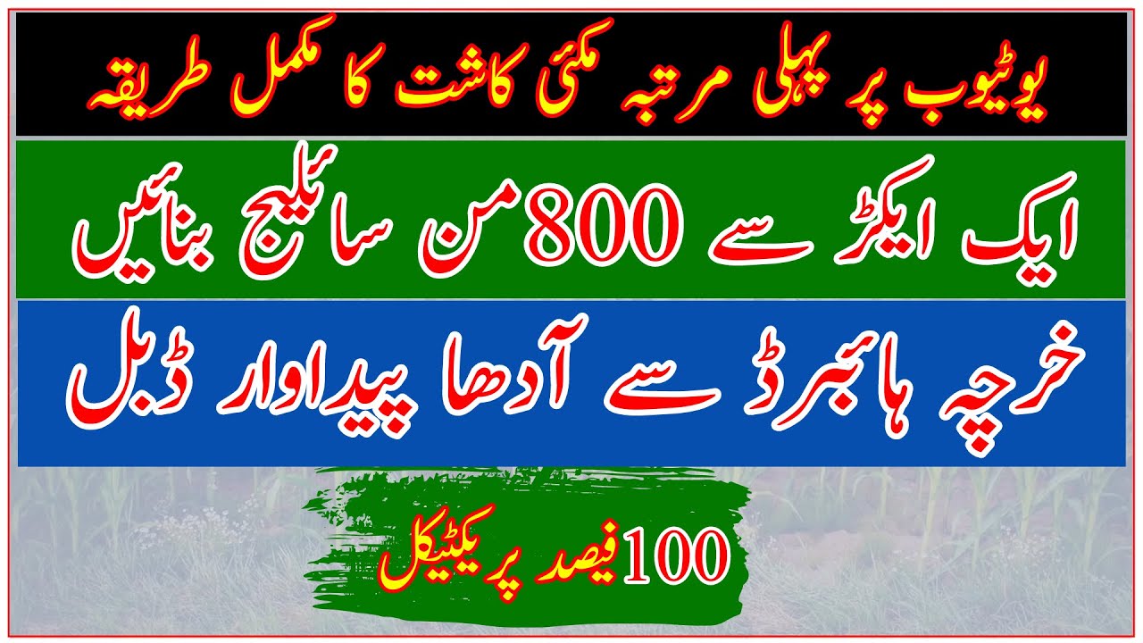 Maize crop cultivation technology| SGF 2020 Jambo Maiz seed|How to get good maize crop|Kisan News TV