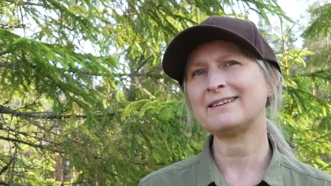 Ekonomi vid avverkning av skog