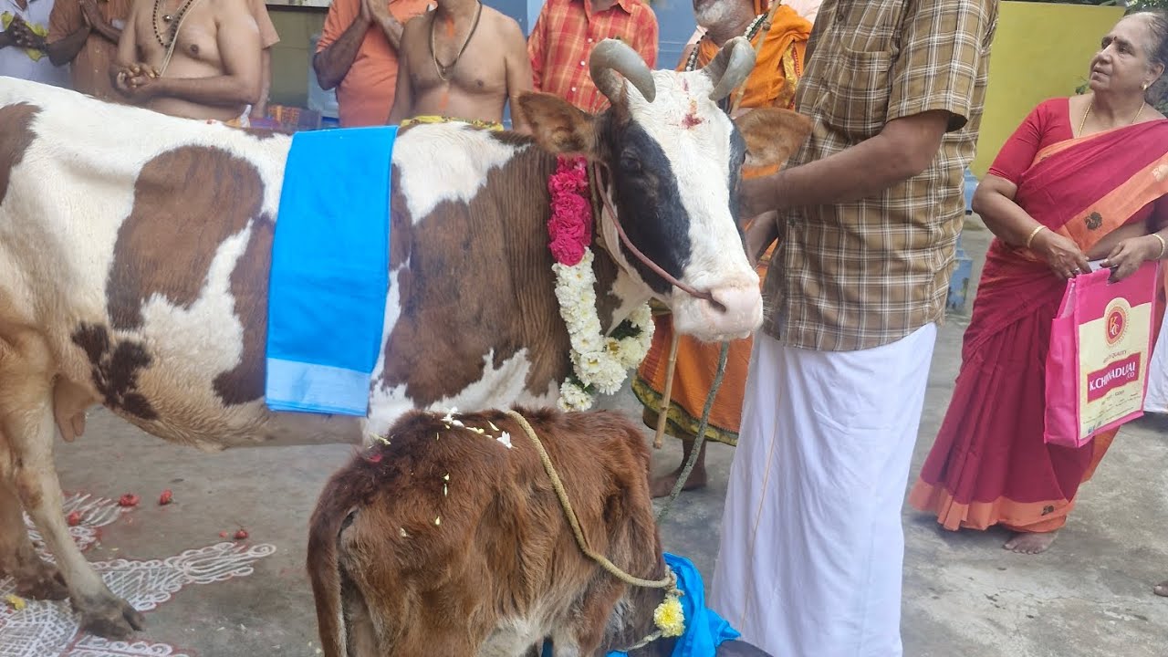 Gho poojai #cow worship #Lakshmi kuberar temple #gowrivakkam #chennai #special poojai 