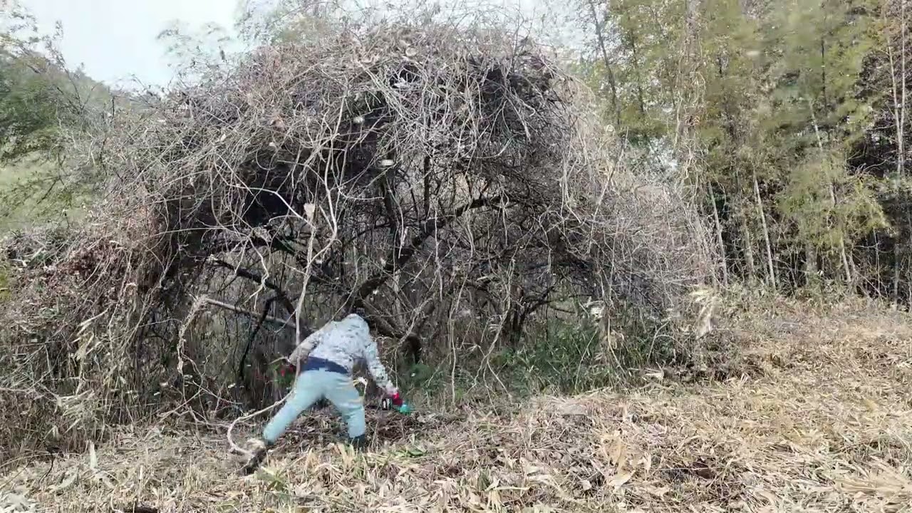 西の耕作放棄地：邪魔なツタなどを切る、マキタ生垣トリマー、剪定ばさみ
