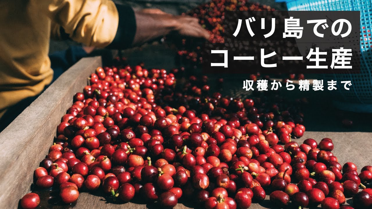 インドネシア バリ島でのコーヒー生産、収穫から精製まで