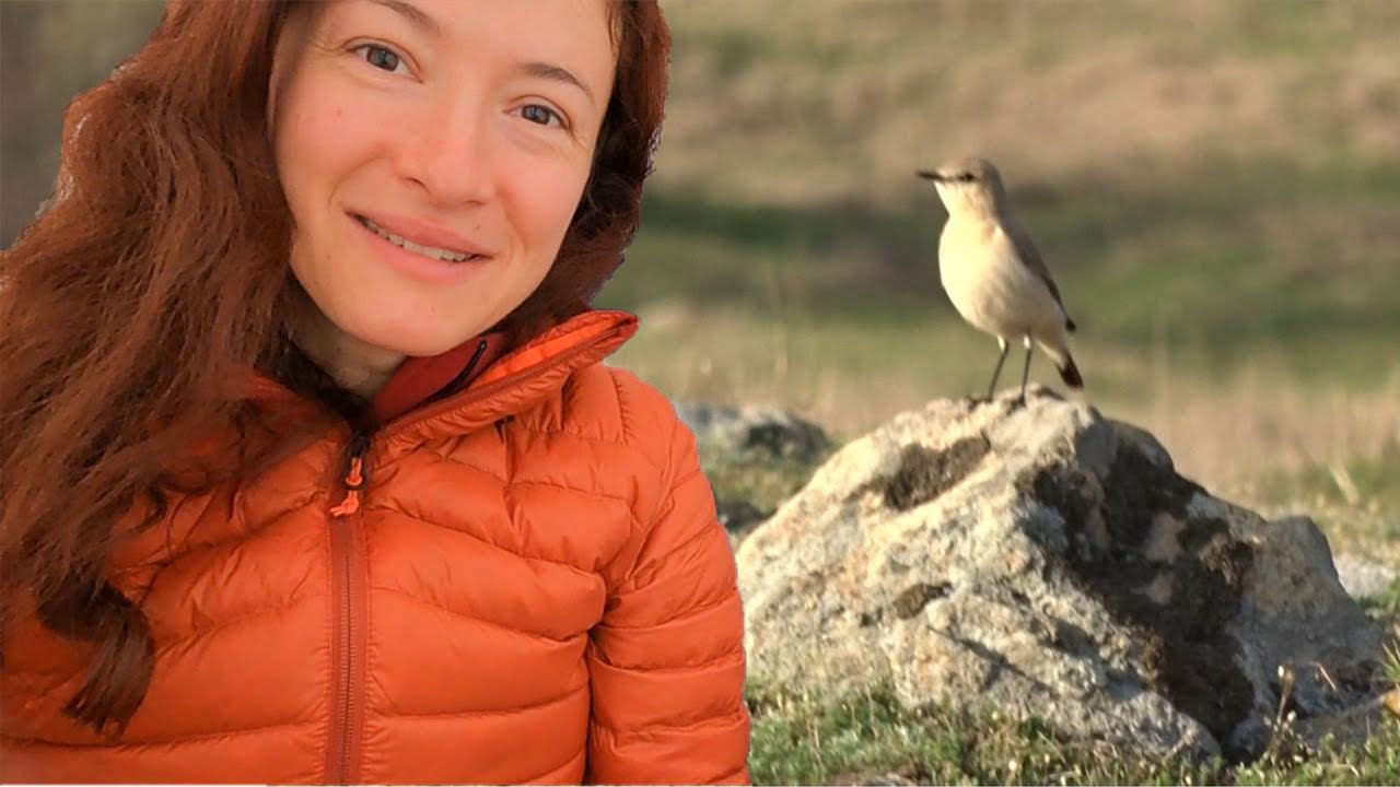📷 La fotografiat pasari in Muntii Macinului | Noapte la cort cu sacalii prin preajma