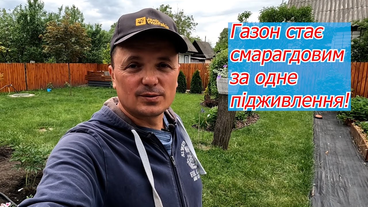 Газон швидко стає яскраво-зеленим! Дешеве добриво для газону і не тільки!