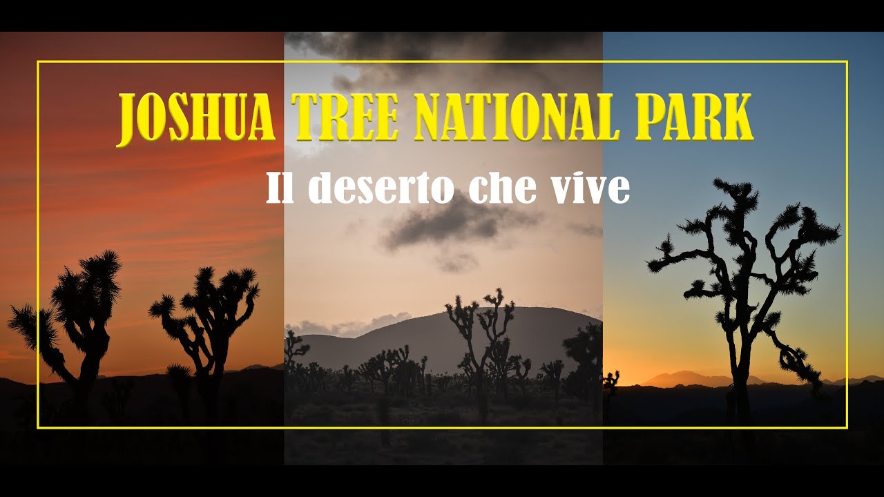 Joshua Tree National Park - Il deserto che vive | In camper negli USA