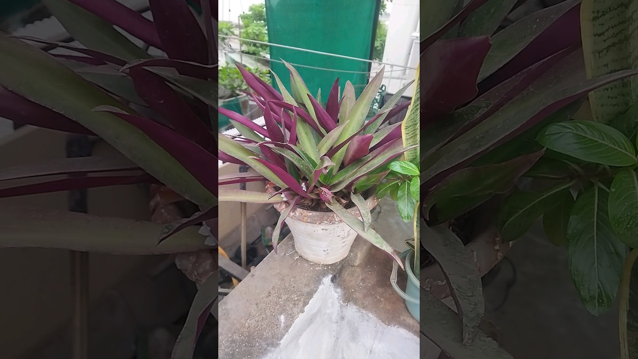 Purple And Green Leaves 💜💚 2 #shorts #youtubeshorts #viral #viralshorts #shortsfeed