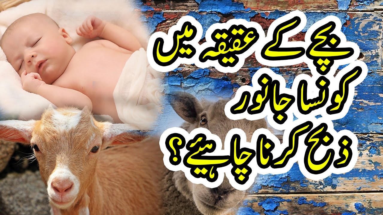 Bachay kay aqeeqa k janwar ki umar kitni honi chahye | new bayaan