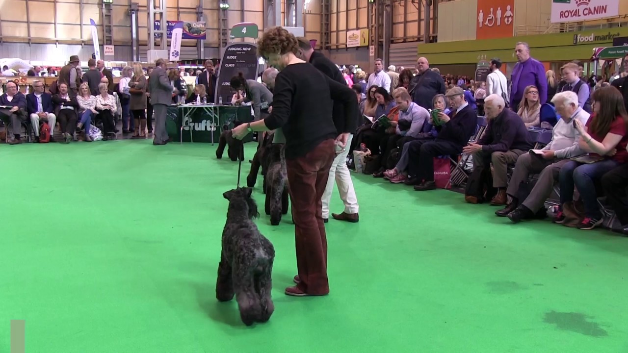 Kerry Blue Terriers on Crufts 2017