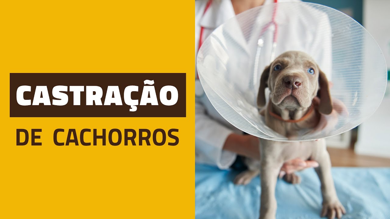 CASTRA&Ccedil;&Atilde;O DE C&Atilde;ES - A verdade n&atilde;o contada!