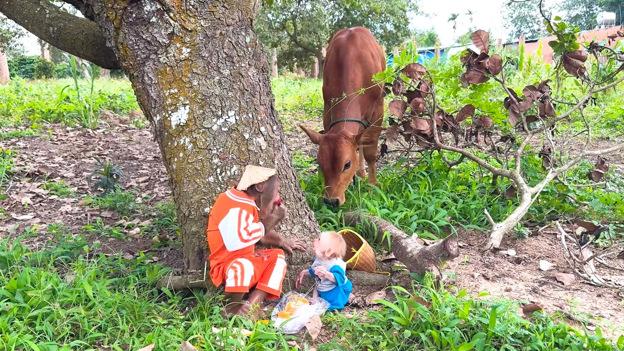 Too Funny! CUTIS and BUEM Enjoy Lovely Picnic with the Cows