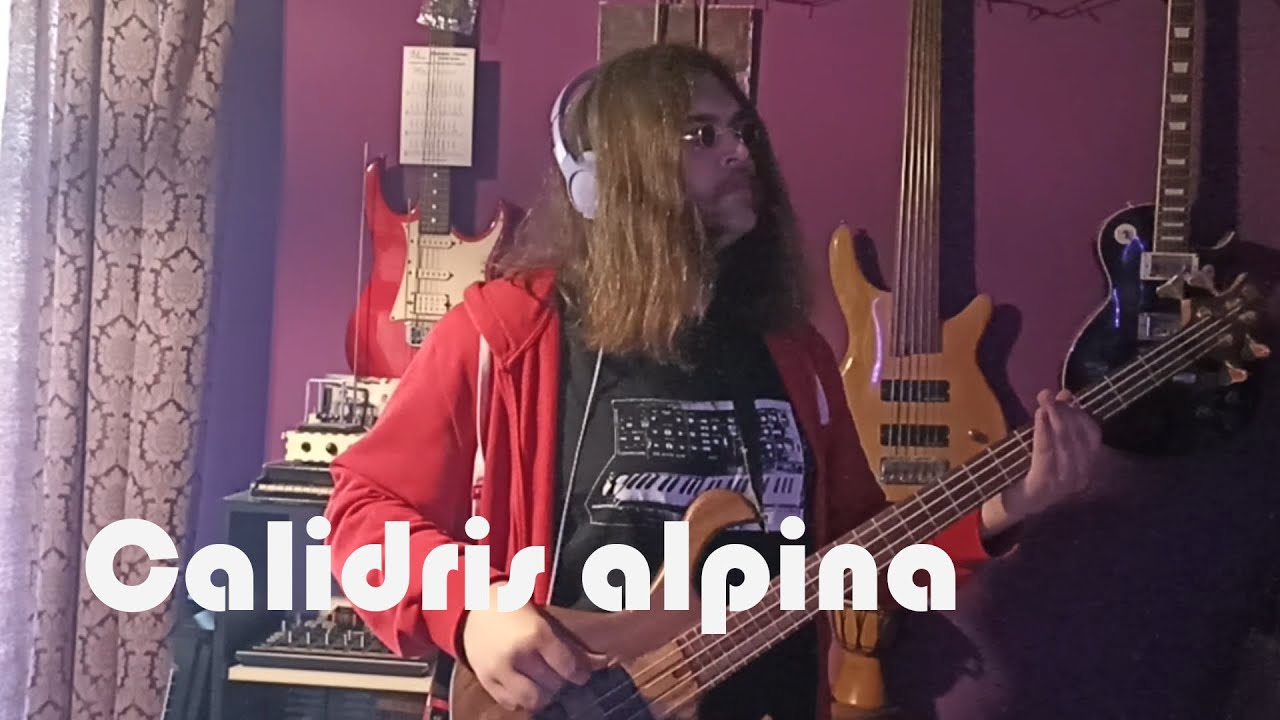 Mr. Harold - Calidris alpina [Music Video]