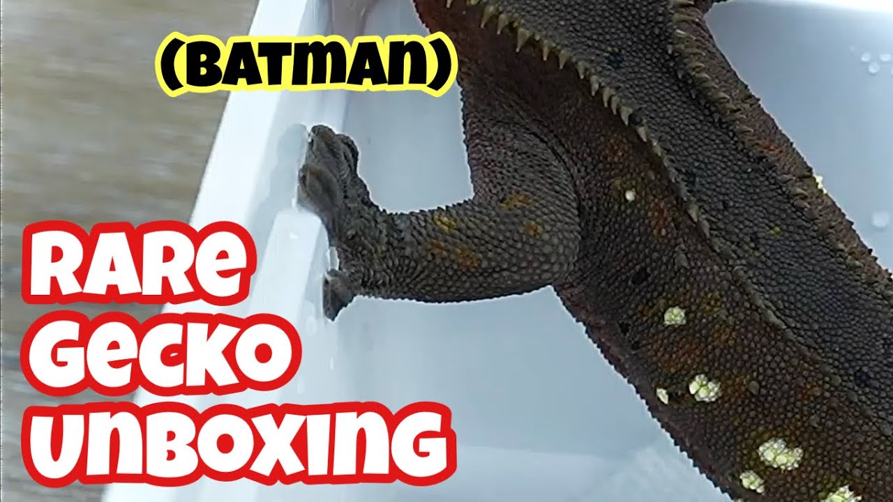 UNBOXING the RAREST CRESTED GECKO I could find! (BATMAN)
