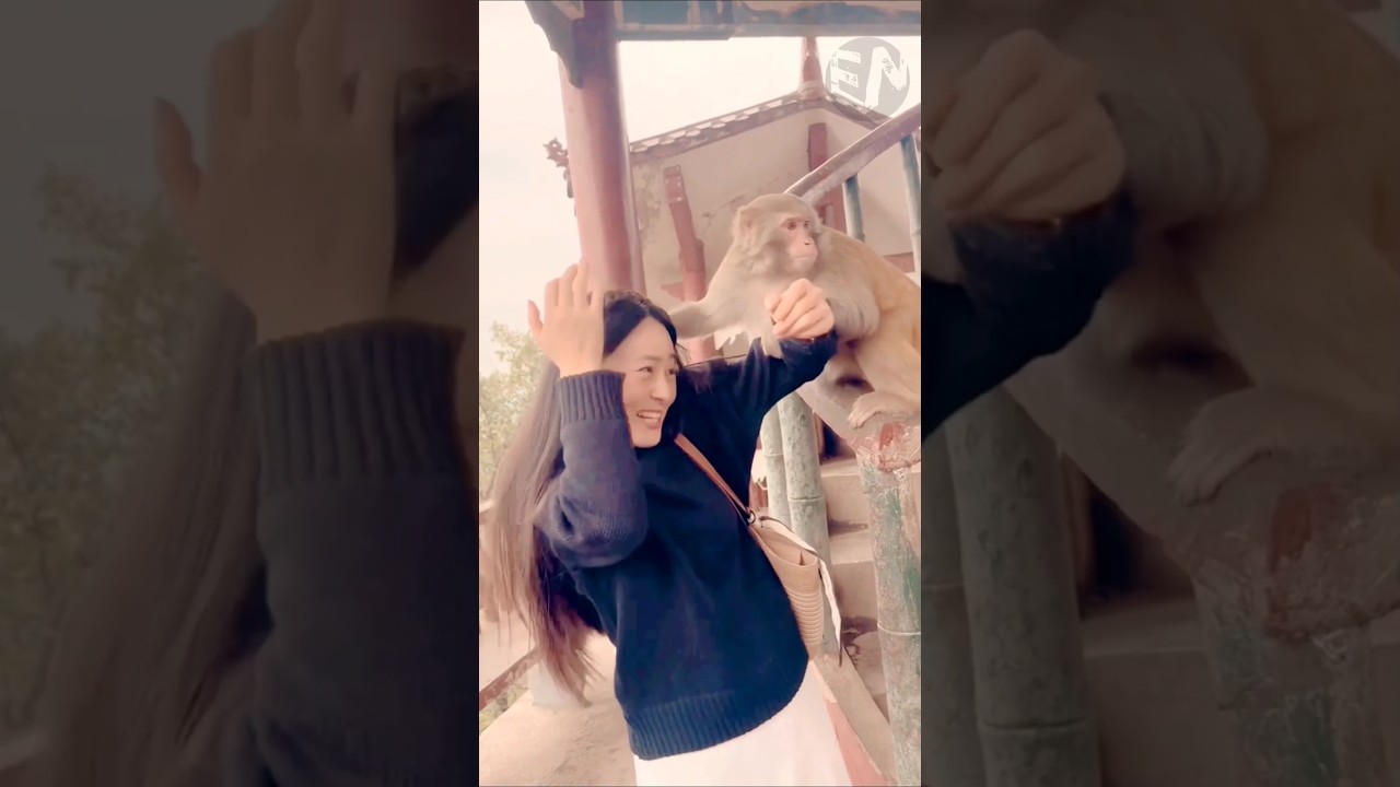 Funny monkey behavior  🐒 